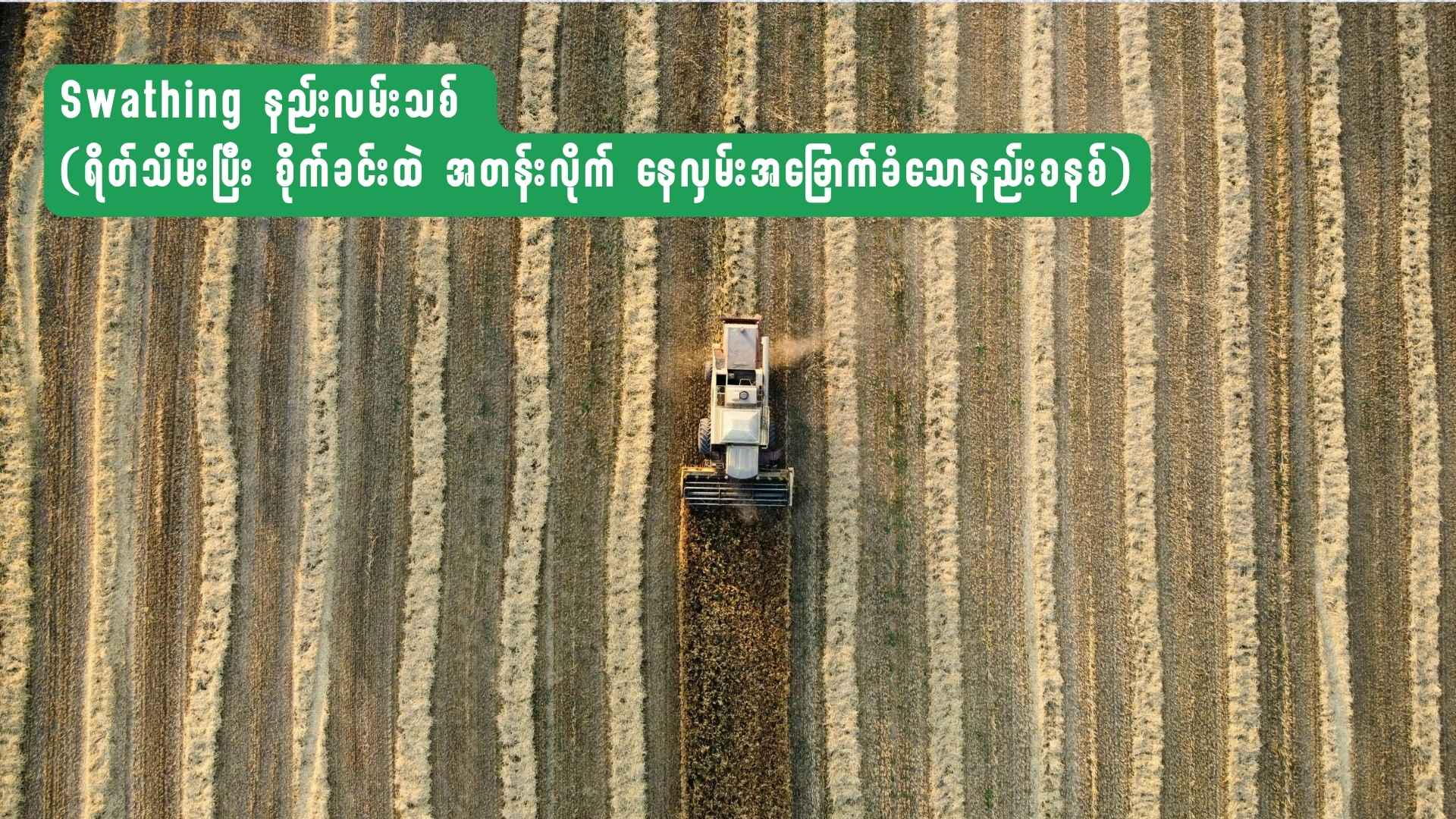 Swathing နည်းလမ်းသစ်  (ရိတ်သိမ်းပြီး စိုက်ခင်းထဲ အတန်းလိုက် နေလှမ်းအခြောက်ခံသောနည်းစနစ်)