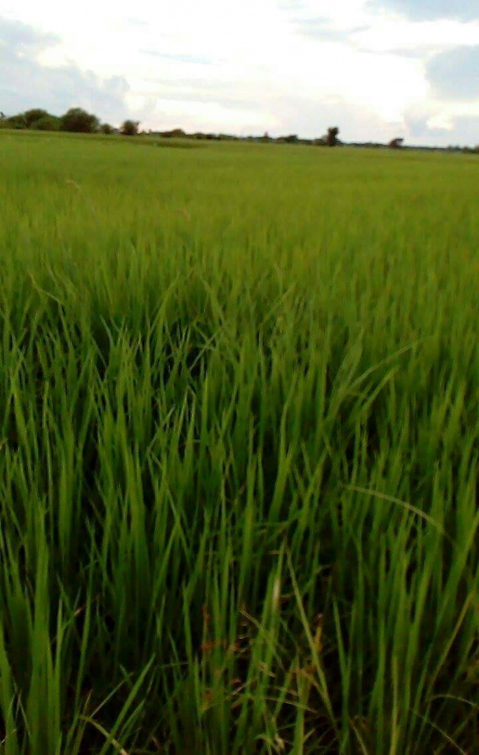 ဇော်ကြီး