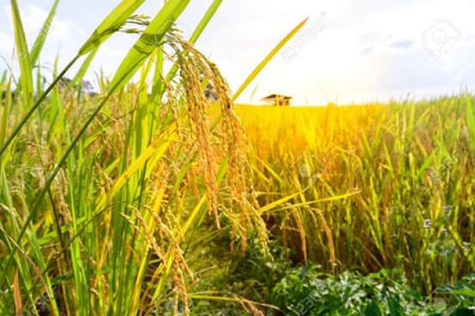 ကိုနေလင်းထိုက်