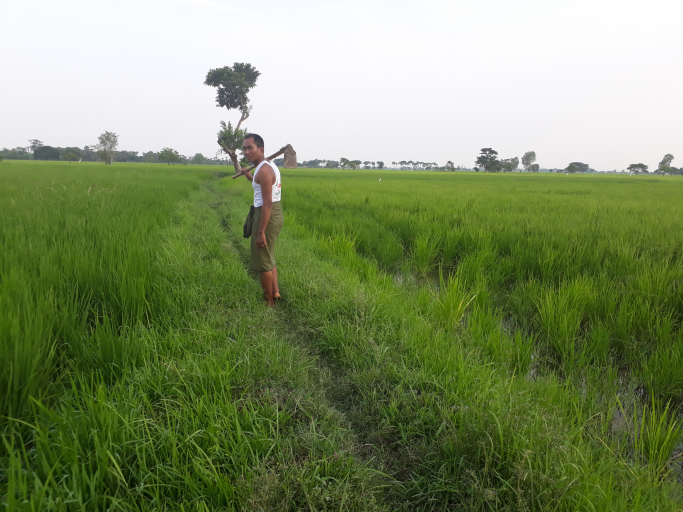 မျိုးသူအောင်