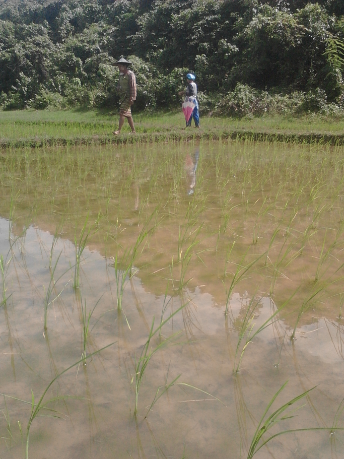သန်းရွှေမောင်