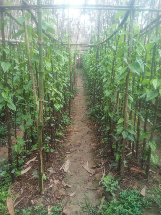 အောင်မျိုးထိုက်