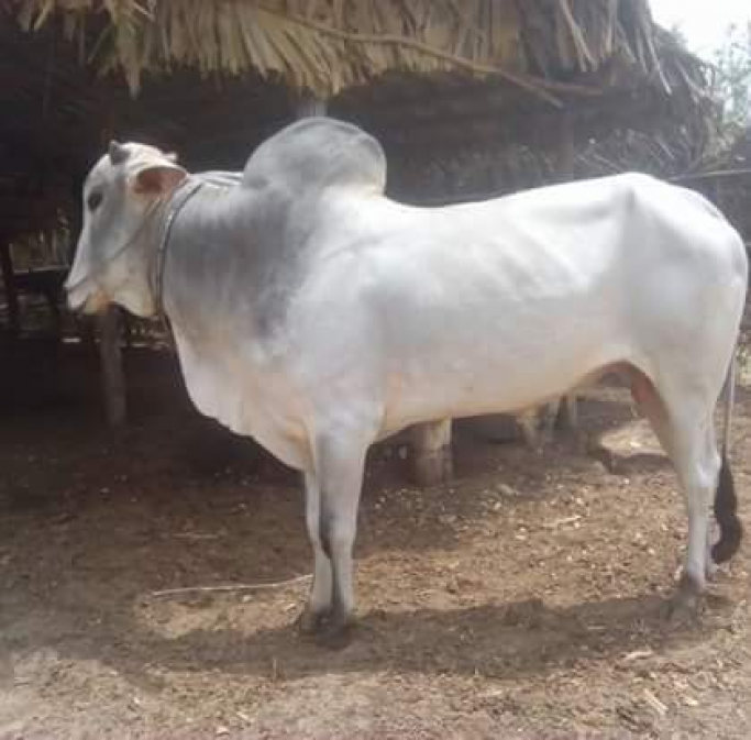 အမည်မသိ