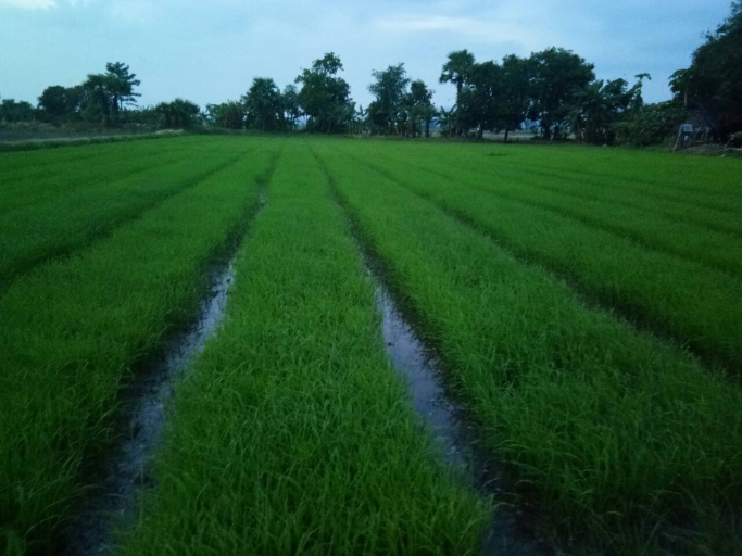 အောင်ကျော်သူ