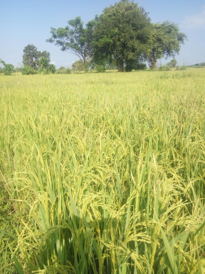 အမည်မသိ