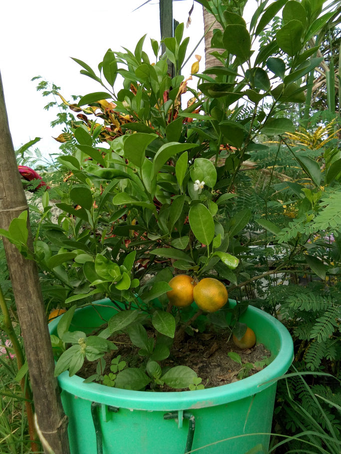 Ko  Phyoe