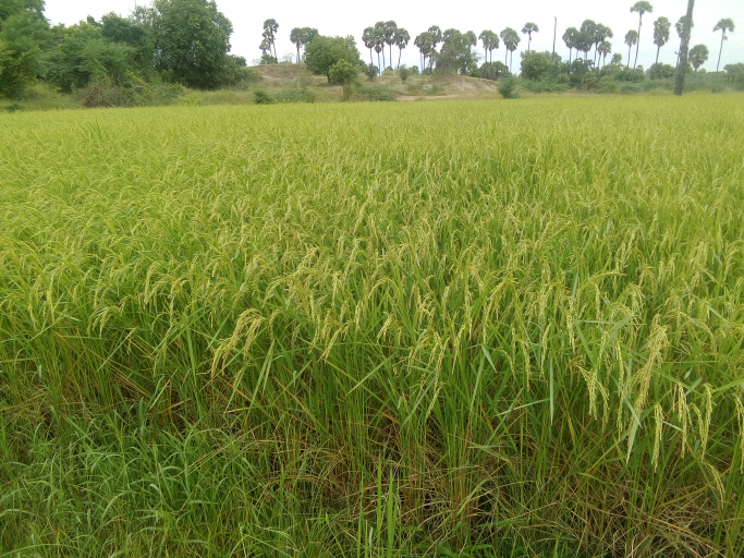 Ko Min Kyi