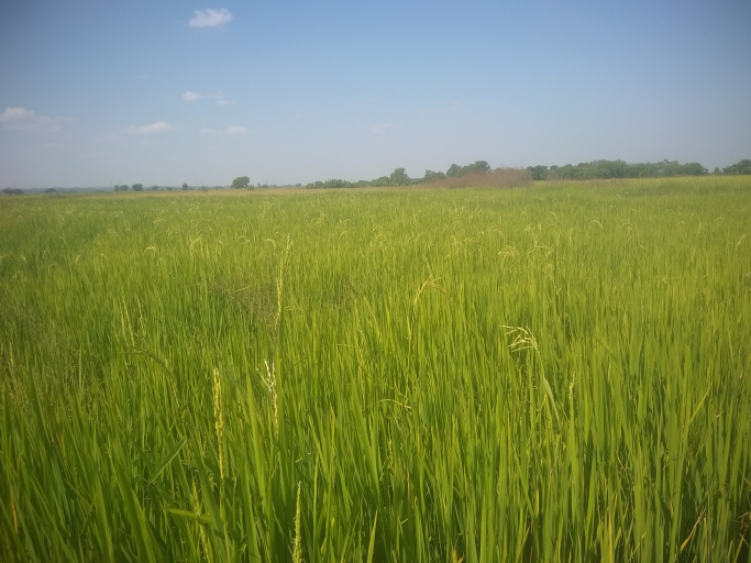 Aung