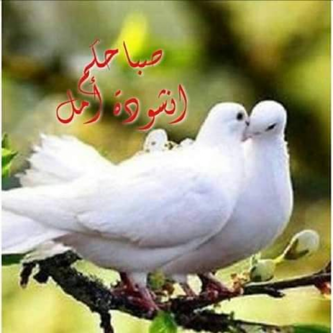 မာမာ