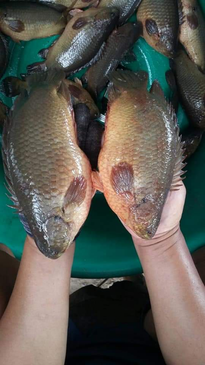 အမည်မသိ
