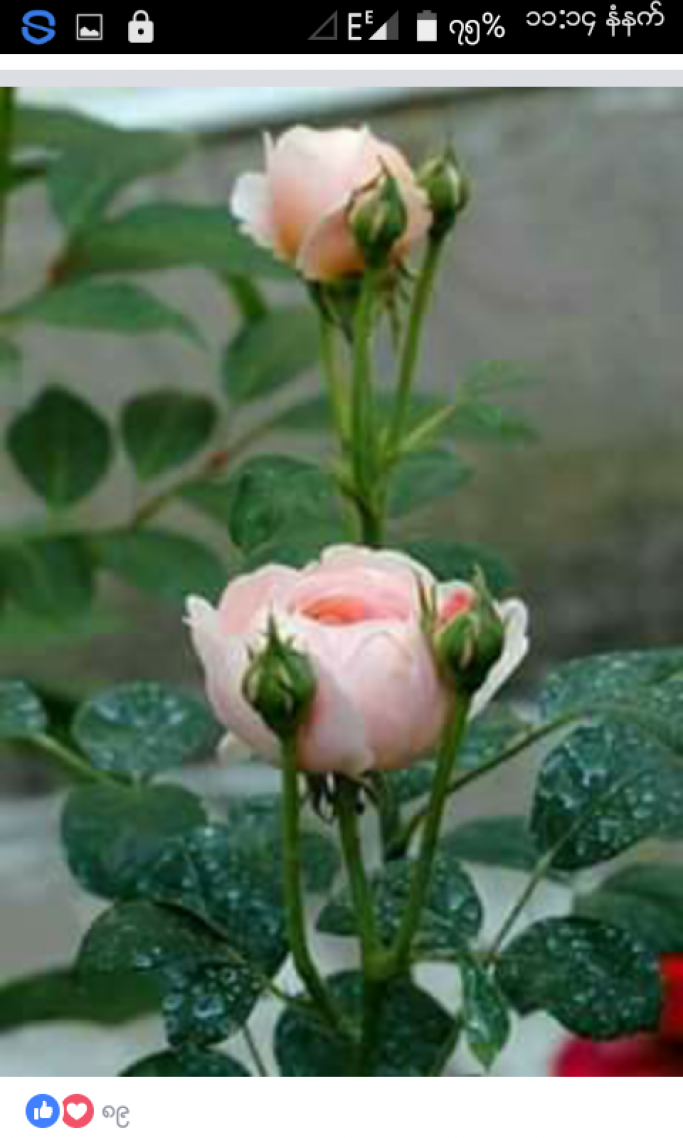 ဦးသောင်းကြည်