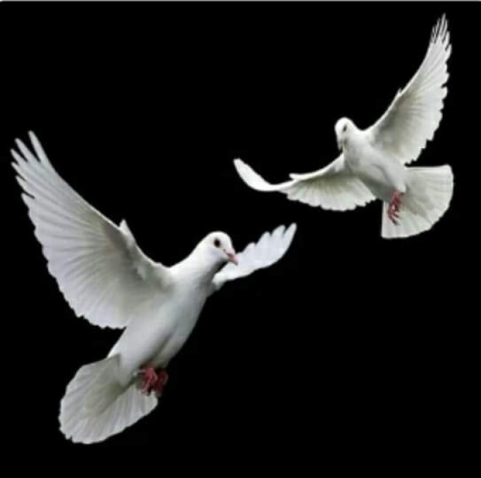 မြတ်ဖုန်းပိုင်