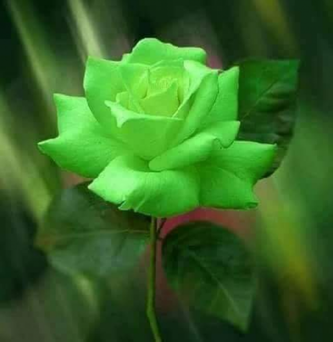 zin mar win