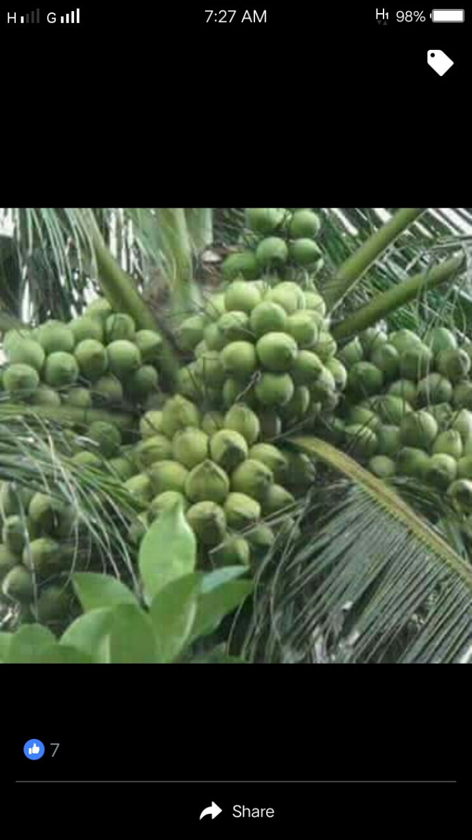 Myo Lwin