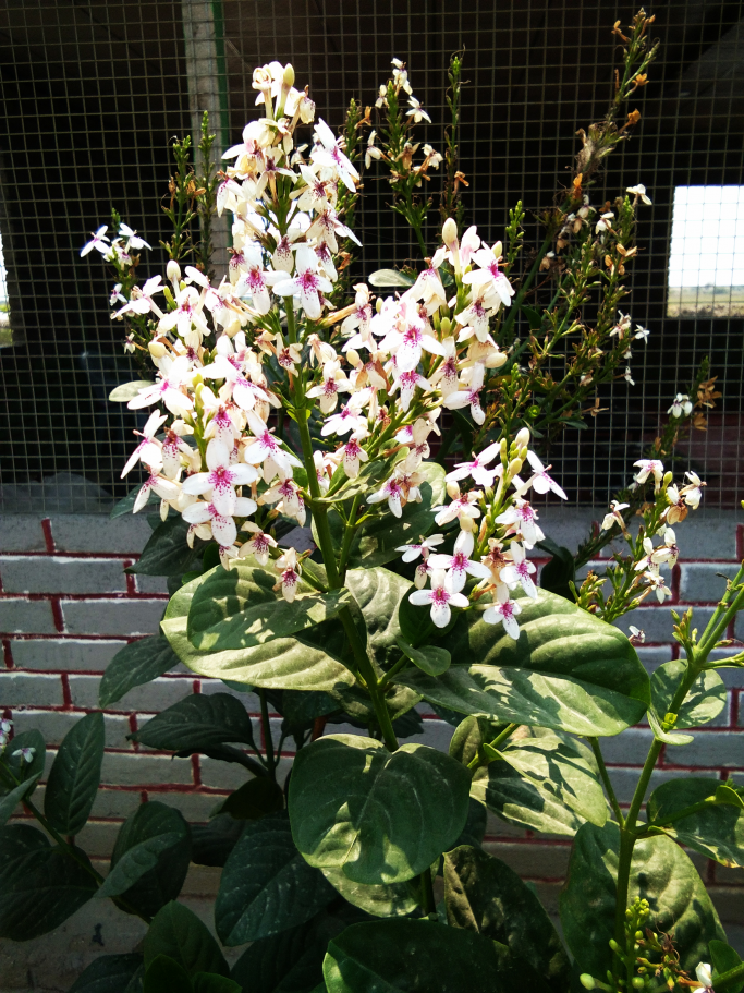 ko  Naing