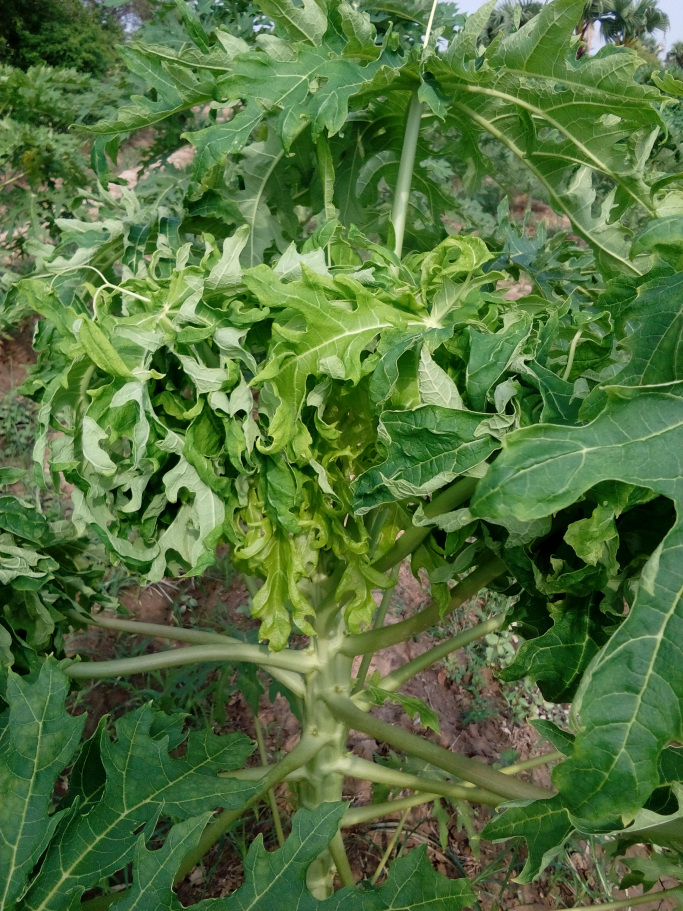 အမည်မသိ