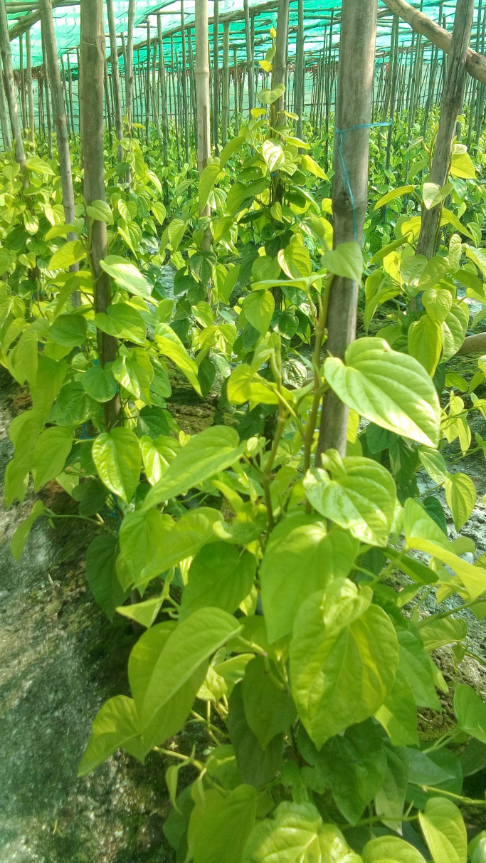 soekoko