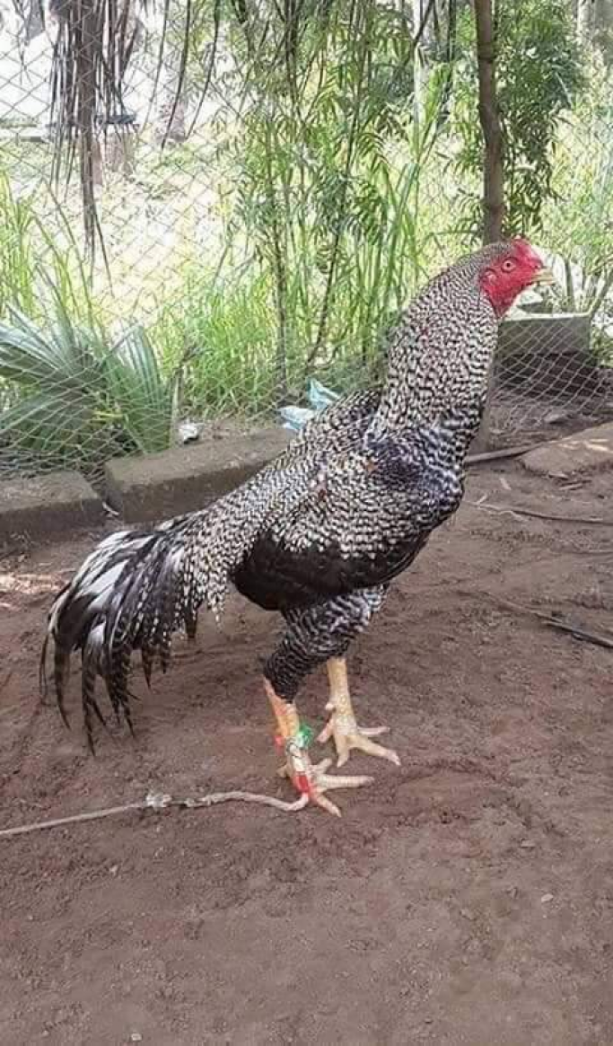 monemhan