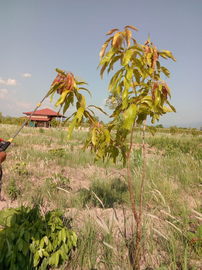 sapn Aung