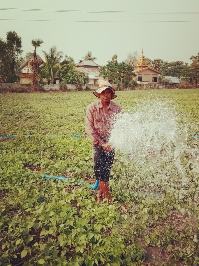 ကိုမွှေးကြိုင်