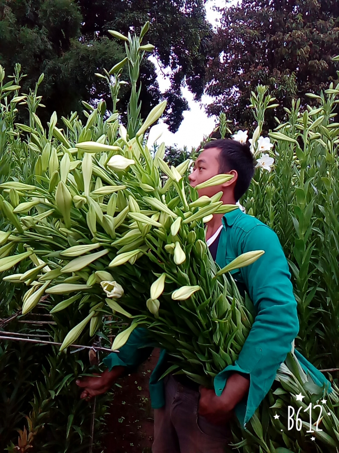 စိုးမိုးနိုင်