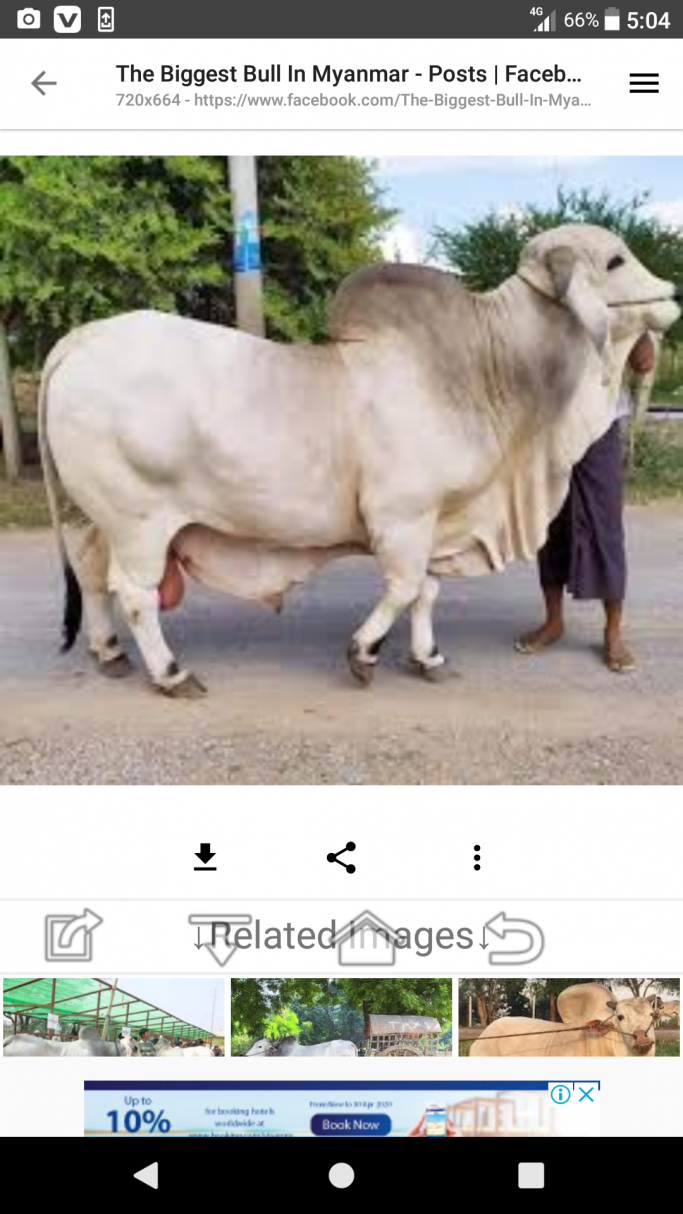 Naing