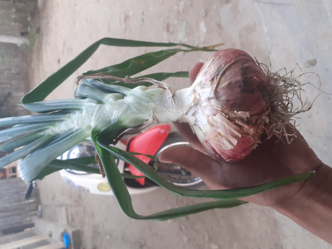 ကျားပေါက်