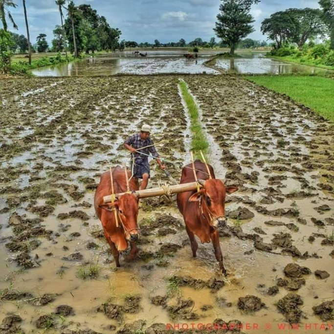 တက်လူ
