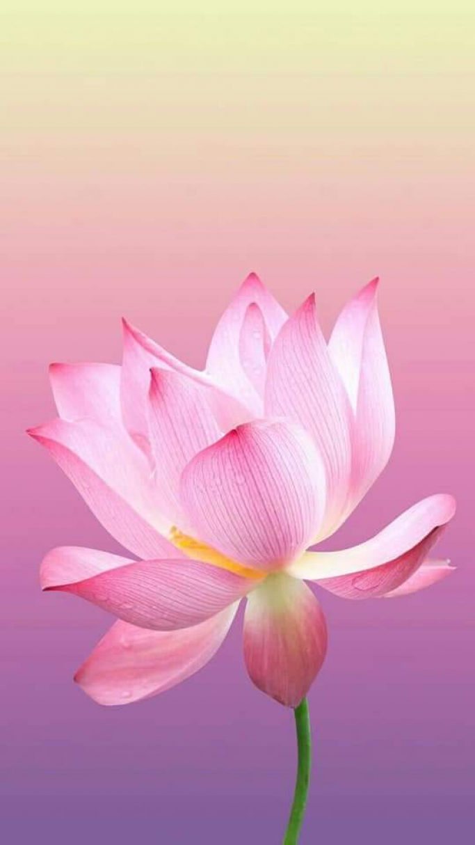 မောင်ဇင်မင်းဦး