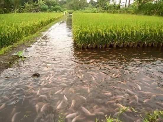 ကိုအောင်ဇော်ဦး