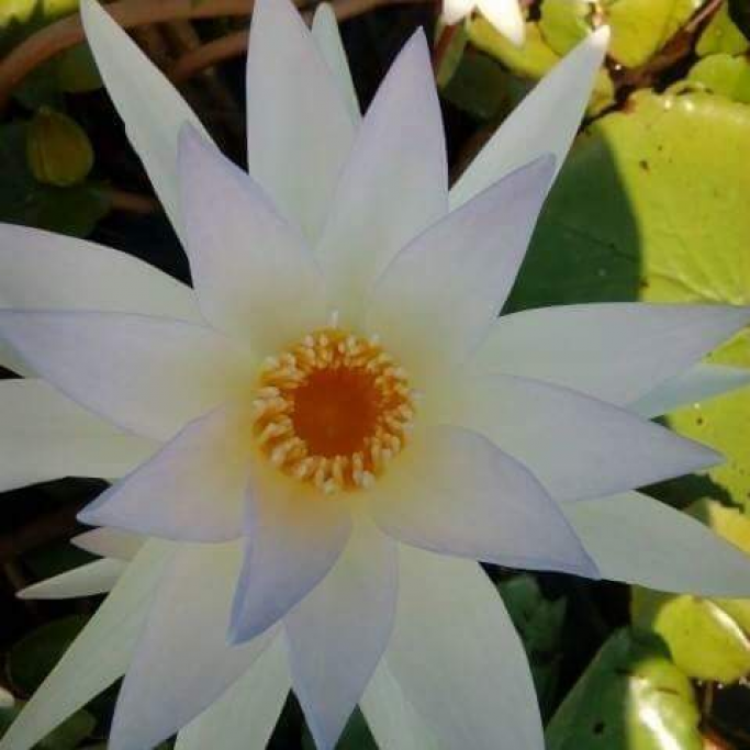 theinzaw