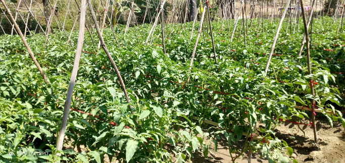 Aungthuphyo