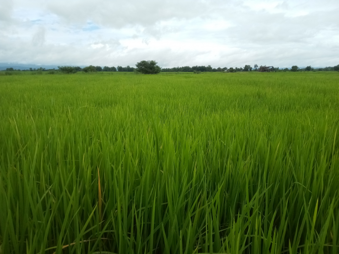 အမည်မသိ