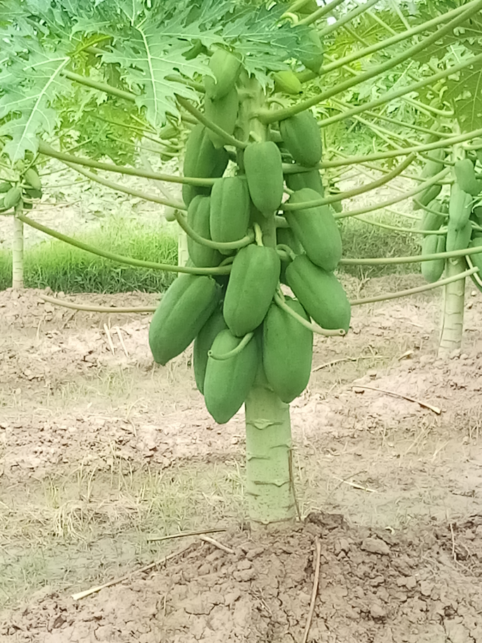 ခန့်ကျော်ဝင်း