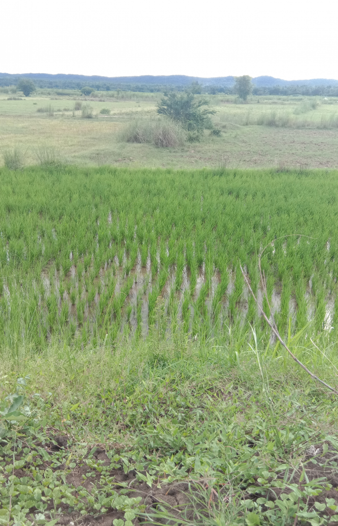 ကိုကျော်ဟိန်း