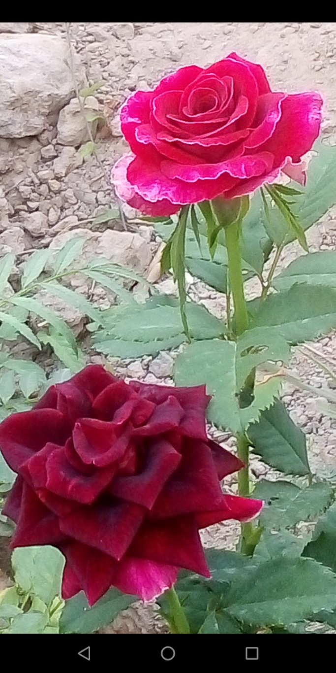 စိုးကိုကို