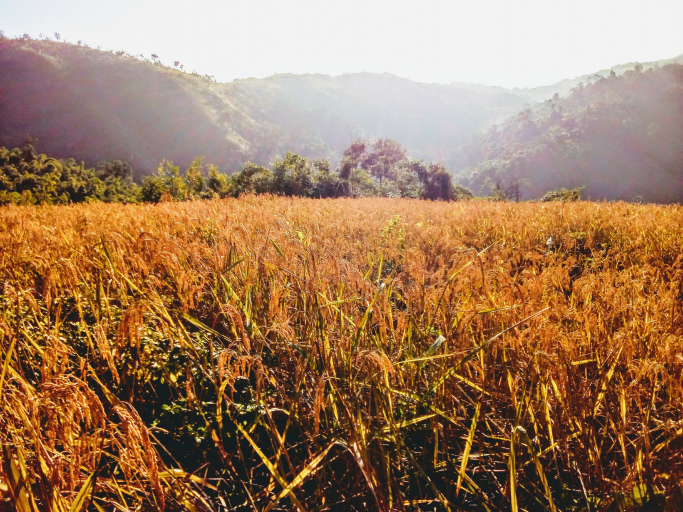 နော်ဂျာ