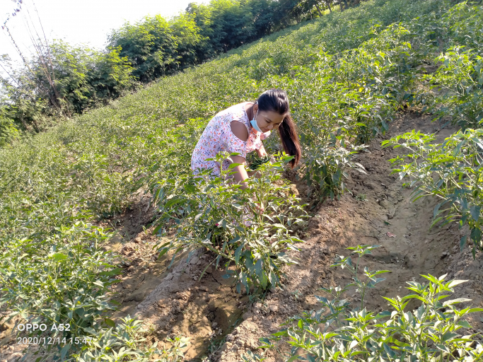 သန်းထိုက်အောင်