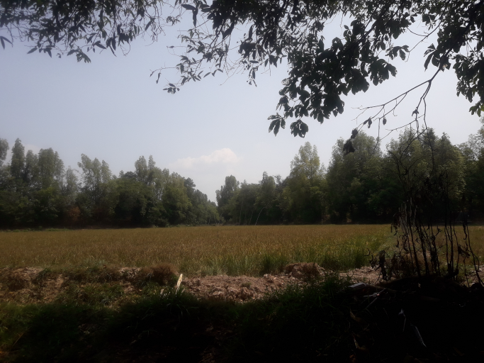 သက်နိုင်