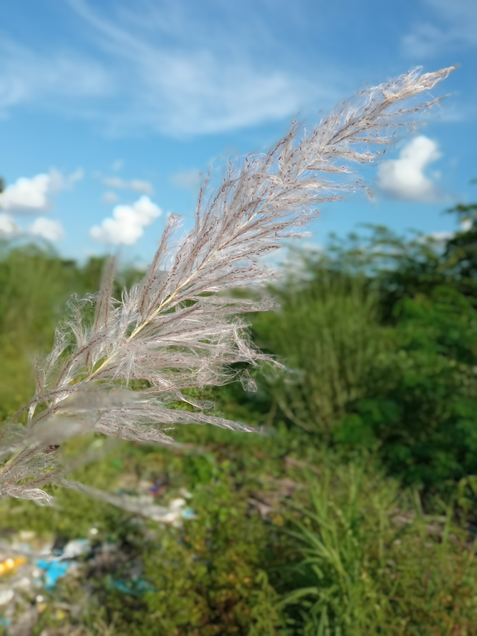 မင်းမင်း