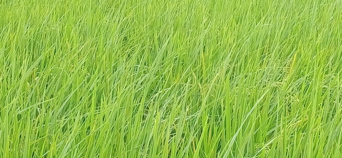 Zin min tun