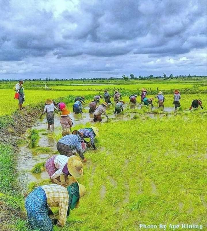 ဦးလေးမောင်မောင်လှ