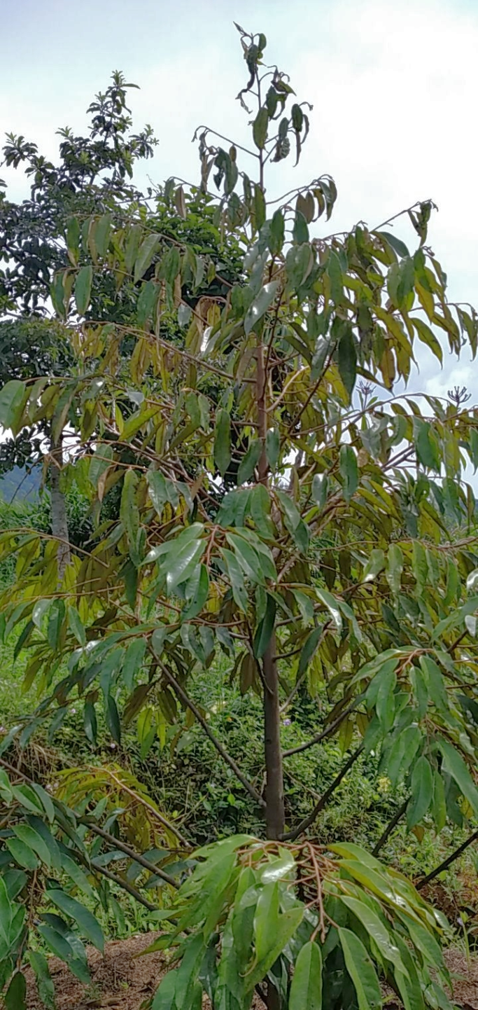ကိုဆွေ