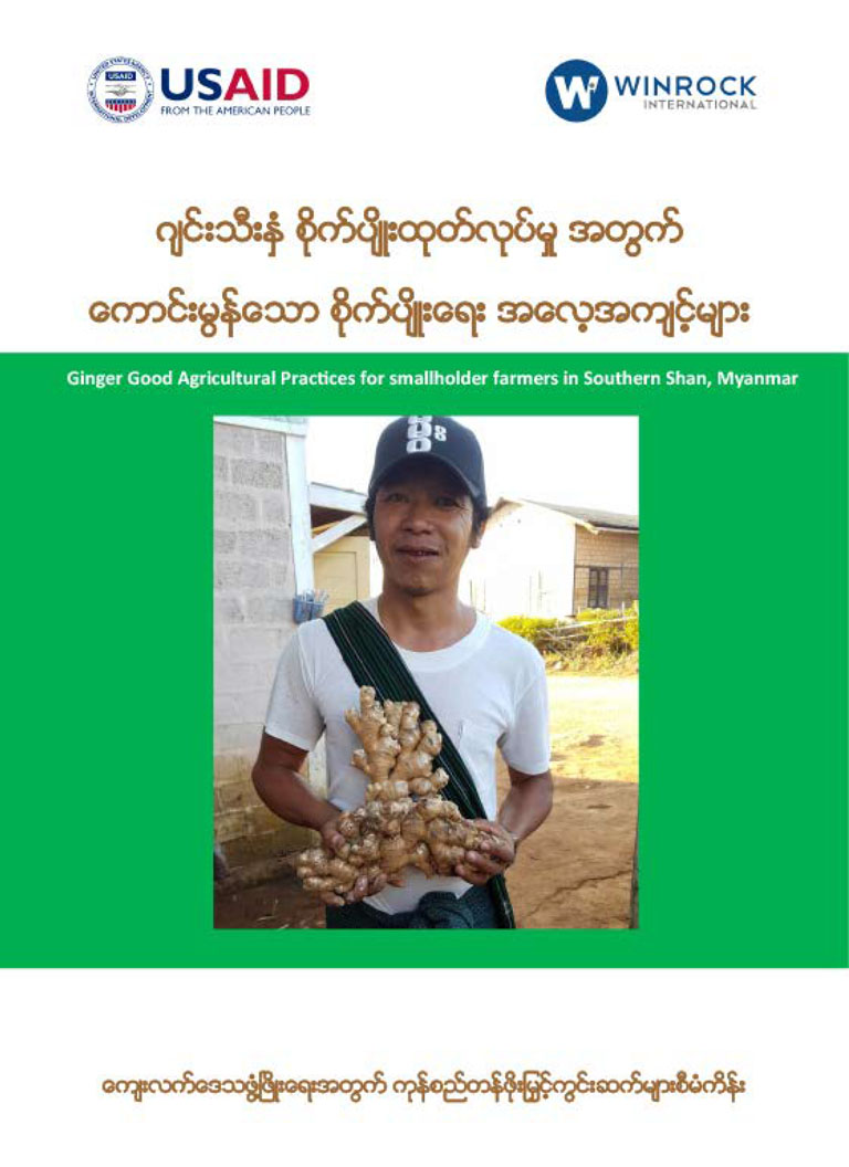 ဂျင်းသီးနှံစိုက်ပျိုးထုတ်လုပ်မှုအတွက် ကောင်းမွန်သော စိုက်ပျိုးရေးအလေ့အကျင့်များ