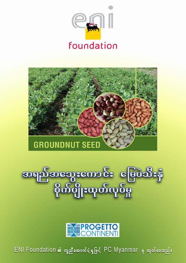 အရည်အသွေးကောင်း မြေပဲသီးနှံ စိုက်ပျိုးထုတ်လုပ်မှု