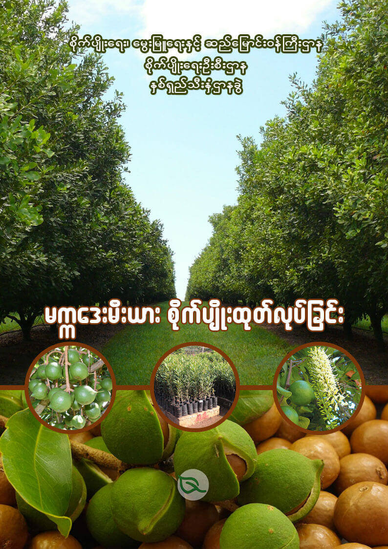 မက္ကဒေးမီးယားစိုက်ပျိုးထုတ်လုပ်ခြင်း