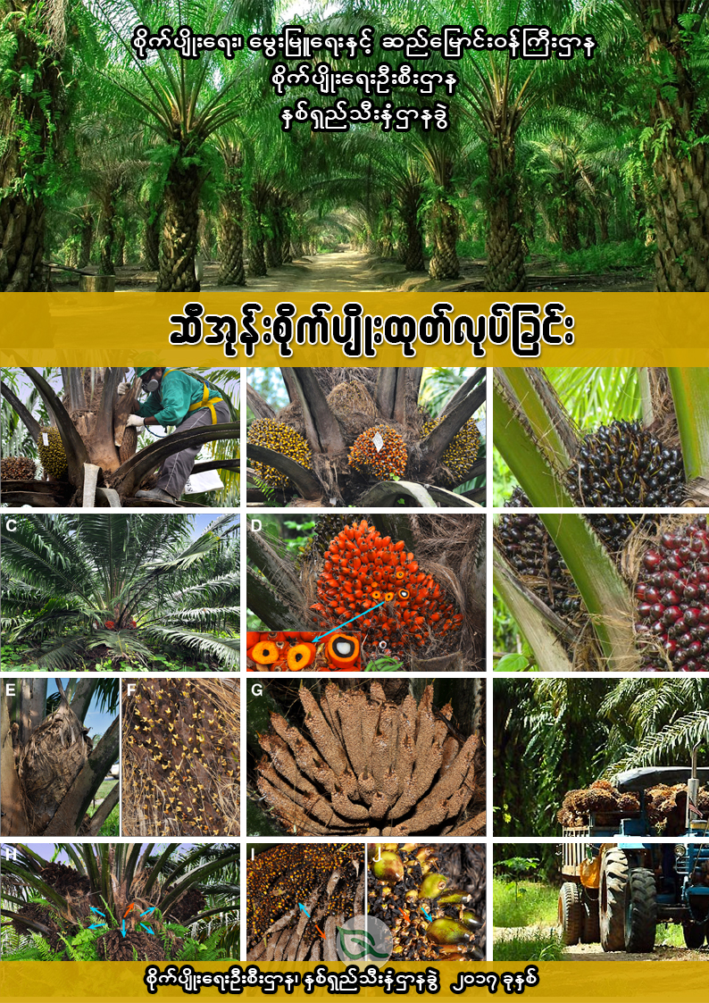 ဆီအုန်းစိုက်ပျိုးထုတ်လုပ်ခြင်း