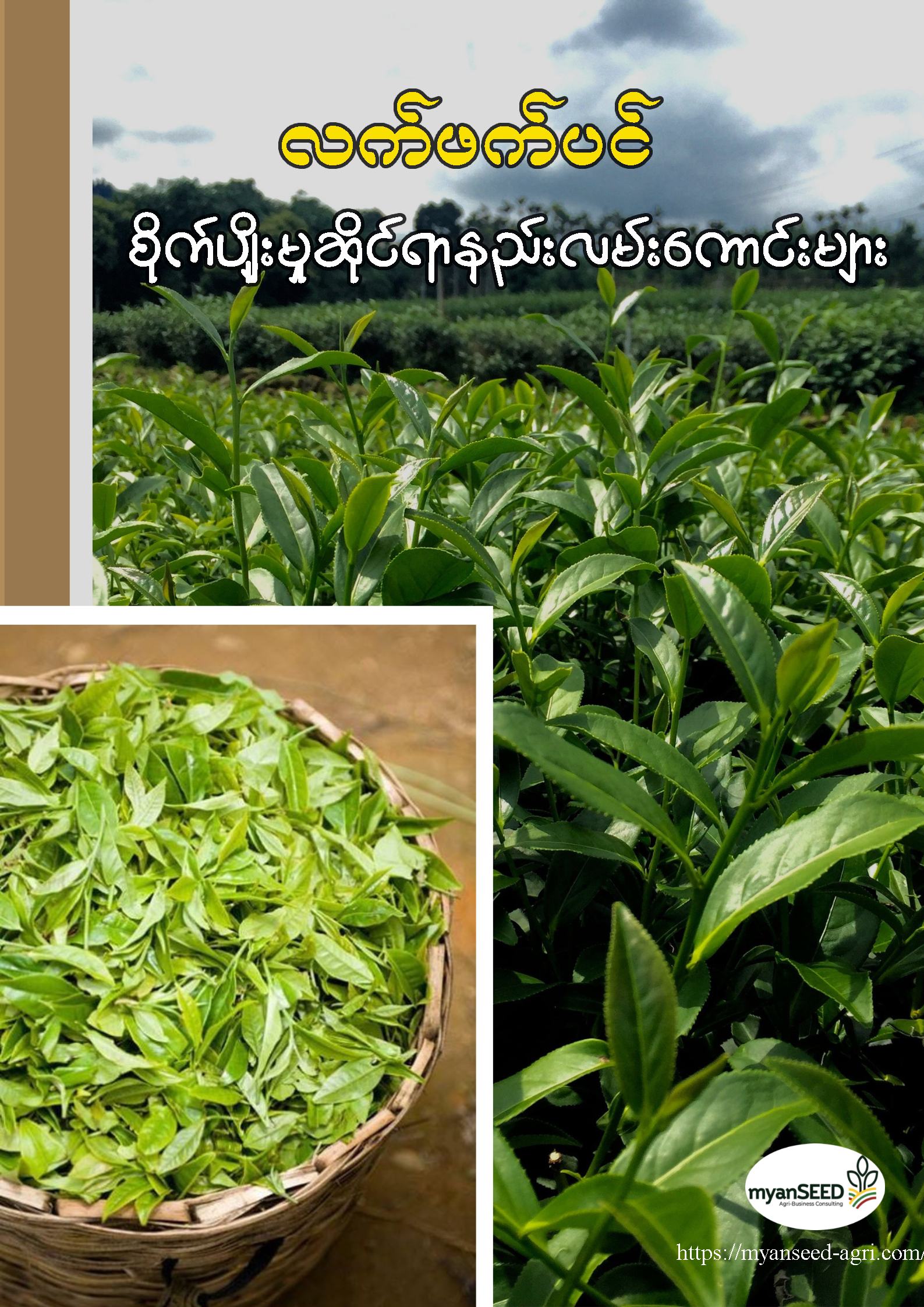 လက်ဖက်ပင် စိုက်ပျိုးမှုဆိုင်ရာ နည်းလမ်းများ