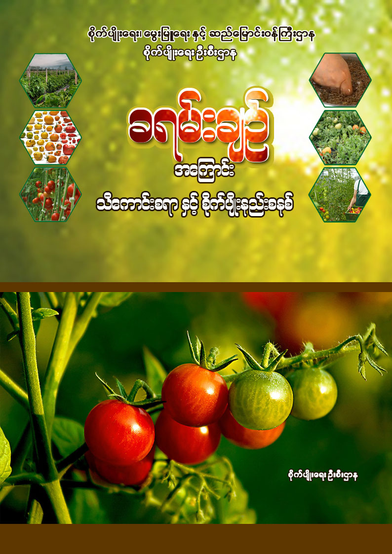 ခရမ်းချဉ် အကြောင်း သိကောင်းစရာနှင့် စိုက်ပျိုးနည်းစနစ်