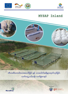 တီလားပီးယားငါးသားဖောက်ခြင်းနှင့် သားပေါက်အဖိုများ ထုတ်လုပ်ခြင်း